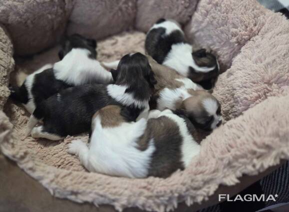 Uroczy szczeniak shih tzu