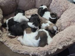 Uroczy szczeniak shih tzu