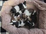 Uroczy szczeniak shih tzu - zdjęcie 3