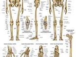 Восстановление скелета, органов, систем организма - фото 1