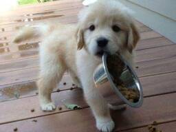 Wyprowadzam zwierzęta