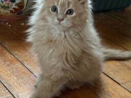 Wspaniałe kocięta rasy Maine Coon czekają na swoje kochające domy!