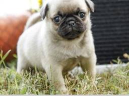 Wspaniały miot szczeniąt mopsów płowych Wszystkie mioty to spektakularne, krępe szczenięta