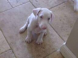 Wyjątkowe szczenięta dobermana albinos. .