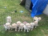 Wyjątkowe szczenięta golden retrievera. . - zdjęcie 3