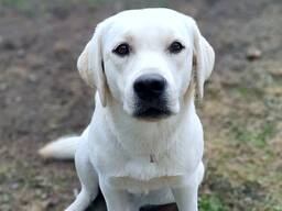 Wysokiej jakości szczenięta Labrador Retriever