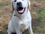 Wysokiej jakości szczenięta Labrador Retriever - zdjęcie 1
