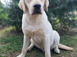 Wysokiej jakości szczenięta Labrador Retriever - zdjęcie 3
