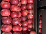 Яблоки Гала, Принц, Найдаред. груша Конференция - фото 1