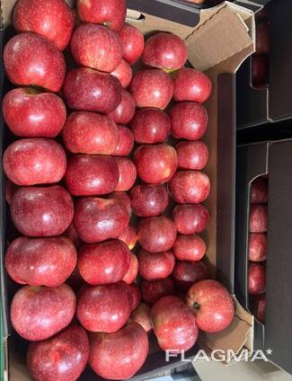 Яблоки Гала, Принц, Найдаред. груша Конференция