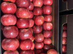 Яблоки Гала, Принц, Найдаред. груша Конференция