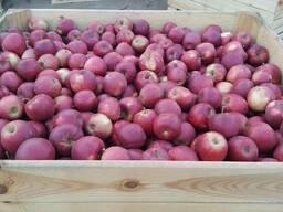 Яблоки из Польши, цены производителя