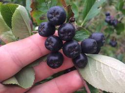 Ягоды , Грибы Свежие и Замарозка