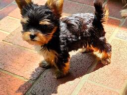 Йоркширского терьера