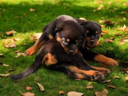 Zdrowe szczenięta rottweilera na sprzedaż. .