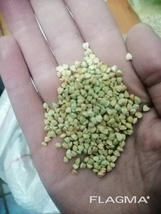 Зеленая гречка